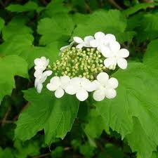 Attēlu rezultāti vaicājumam “Viburnum opulus flower”