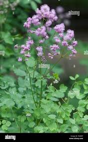 Attēlu rezultāti vaicājumam “Thalictrum aquilegifolium bud”