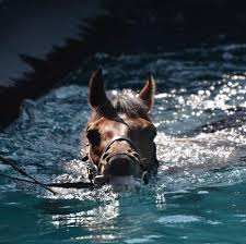 Image result for Elite Racing Club