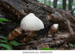 Attēlu rezultāti vaicājumam “Volvariella bombycina”