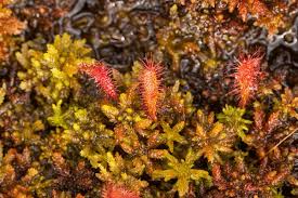 Attēlu rezultāti vaicājumam “Droseraceae”