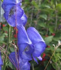 Attēlu rezultāti vaicājumam “Aconitum napellus bud”