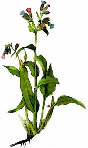 Attēlu rezultāti vaicājumam “Pulmonaria obscura”