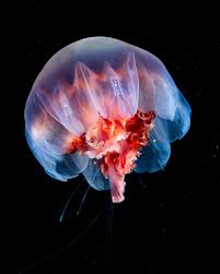 Image result for Cyanea capillata