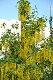 Attēlu rezultāti vaicājumam “Laburnum”