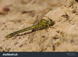 Attēlu rezultāti vaicājumam “Gomphus flavipes”