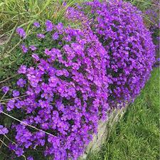 Attēlu rezultāti vaicājumam “Aubrieta deltoidea flower”