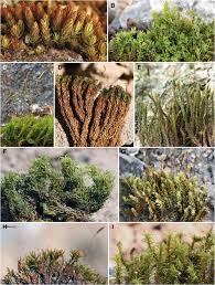 Attēlu rezultāti vaicājumam “Didymodon tophaceus”