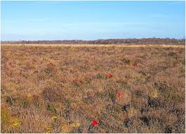 Attēlu rezultāti vaicājumam “Dicranum undulatum”