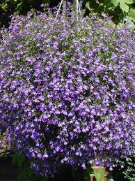 Image result for Männertreu