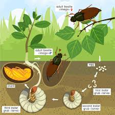 Attēlu rezultāti vaicājumam “Melolontha melolontha imago”