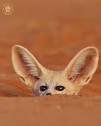 Attēlu rezultāti vaicājumam “Vulpes zerda”