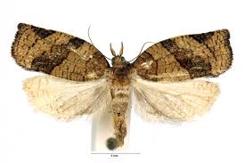 Attēlu rezultāti vaicājumam “Pandemis”