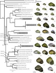 Attēlu rezultāti vaicājumam “Cladopodiella francisci macro”