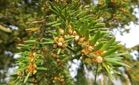 Attēlu rezultāti vaicājumam “Taxus baccata male flower”