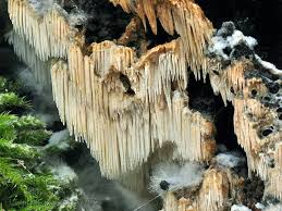 Attēlu rezultāti vaicājumam “Dentipellis fragilis”