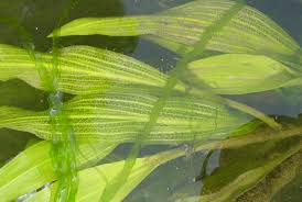 Attēlu rezultāti vaicājumam “Potamogeton lucens leaf”