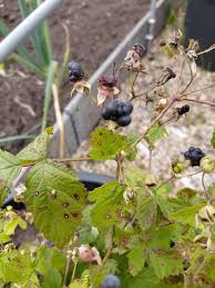 Attēlu rezultāti vaicājumam “Rubus caesius”
