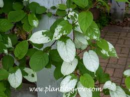 Attēlu rezultāti vaicājumam “Actinidia kolomikta”