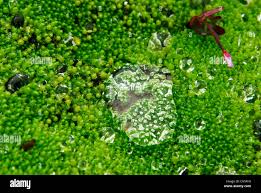 Attēlu rezultāti vaicājumam “Philonotis sporophyte”