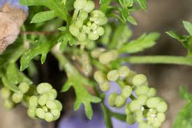 Attēlu rezultāti vaicājumam “Enteridium liceoides young”