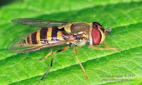 Attēlu rezultāti vaicājumam “Syrphus sp. imago”