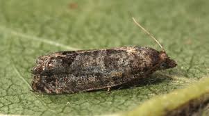 Attēlu rezultāti vaicājumam “Spilonota ocellana”