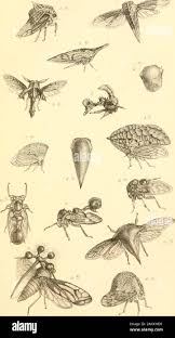 Attēlu rezultāti vaicājumam “Cribraria rufa young”