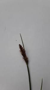 Attēlu rezultāti vaicājumam “Blysmus compressus fruit”