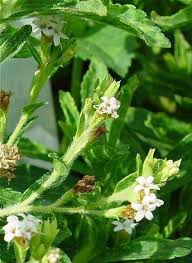 Image result for Stevia rebaudiana
