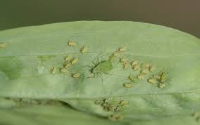 Attēlu rezultāti vaicājumam “Acyrthosiphon”