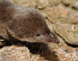 Attēlu rezultāti vaicājumam “Sorex araneus”