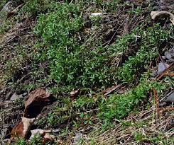 Attēlu rezultāti vaicājumam “Enteridium corticatum”