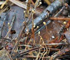 Attēlu rezultāti vaicājumam “Heyderia pusilla”