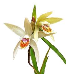 Attēlu rezultāti vaicājumam “Liparis loeselii flower”