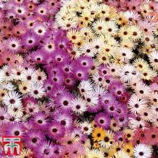 Image result for Mesembryanthemum criniflorum
