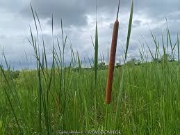 Attēlu rezultāti vaicājumam “Typha latifolia”