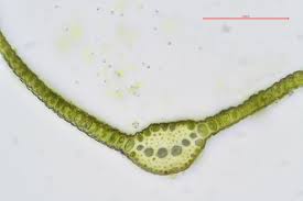 Attēlu rezultāti vaicājumam “Oxystegus tenuirostris”