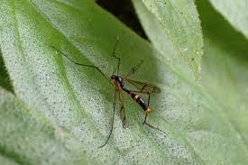 Attēlu rezultāti vaicājumam “Ptychoptera sp.”