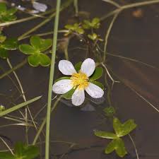 Attēlu rezultāti vaicājumam “Batrachium”
