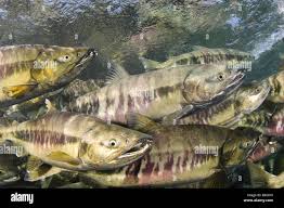 Image result for Oncorhynchus keta