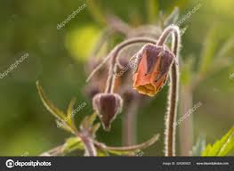 Attēlu rezultāti vaicājumam “Geum rivale bud”