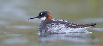 Attēlu rezultāti vaicājumam “Phalaropus lobatus”