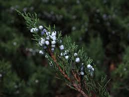 Attēlu rezultāti vaicājumam “Juniperus sabina”