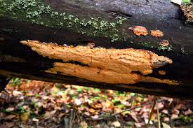 Attēlu rezultāti vaicājumam “Hapalopilus aurantiacus”