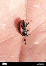 Attēlu rezultāti vaicājumam “Chrysolina sanguinolenta”