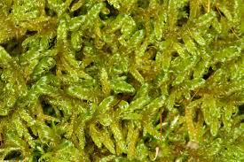 Attēlu rezultāti vaicājumam “Sanionia uncinata”