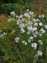 Image result for Malva moschata alba