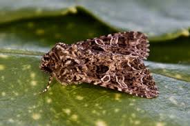 Attēlu rezultāti vaicājumam “Hadena rivularis”