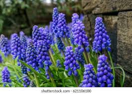 Attēlu rezultāti vaicājumam “Muscari neglectum flower”